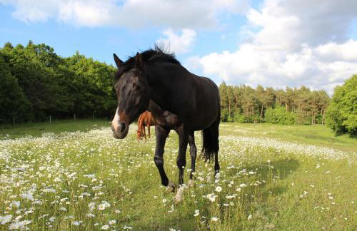 FEWO Reitanlage bei Altefähr - Foto 42