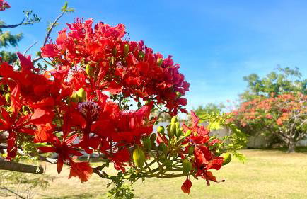 Villa Caju Knots - Photo 39