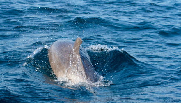 Avistamiento de delfines en Tavira