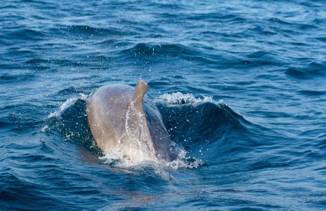 Avistamiento de delfines en Tavira - Foto 5