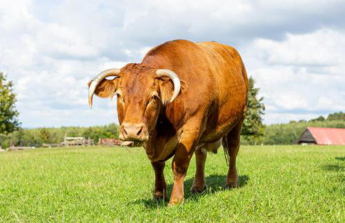 Dylewianka - Foto 61