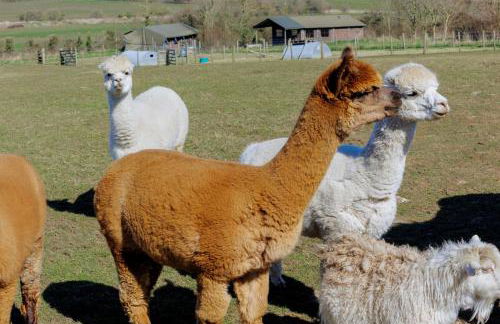 Dorset Farmhouse - Photo 23