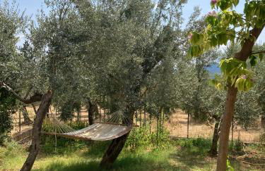 Casa Sisù-Appartamento immerso negli ulivi - Foto 37