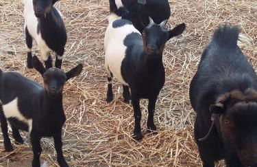 Agriturismo Fieri - Foto 9