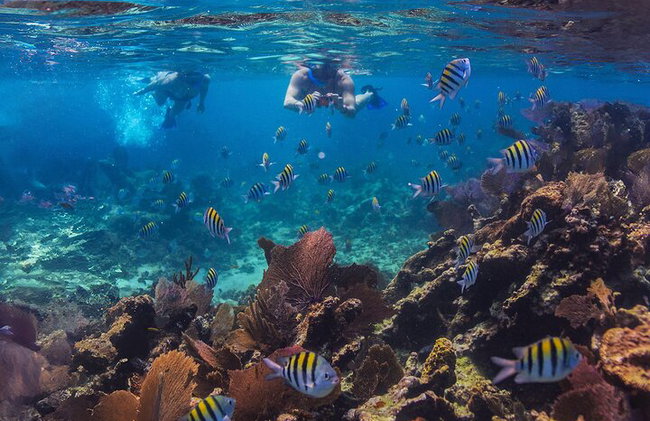 Cruzeiro de mergulho de luxo Riviera Maya com almoço e bebidas - Foto 8