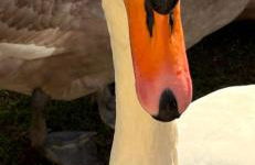 Rachels Luxury Tattershall Hot Tub & Fishing Retreat - Foto 76