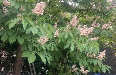 Maison DELMAS, l'Oustal du Recantu - Foto 57