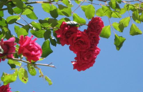 Casolare Toscano - Foto 44