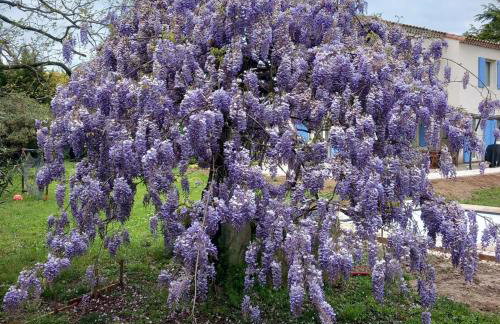 Le Petit Mas des Alpilles en Provence - Foto 29