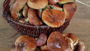 Nowa Stodoła - Foto 2