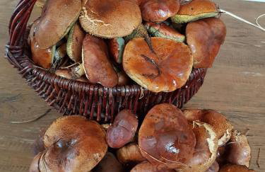 Nowa Stodoła - Foto 2