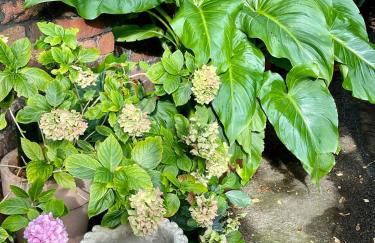 Mersey! Lark Lane! Quiet area! Spacious comfy flat - Foto 15