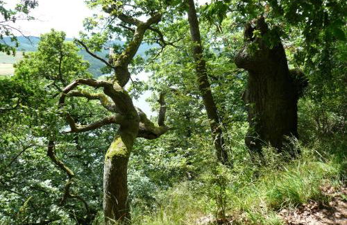 Die Wohlfühloase - Foto 11