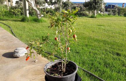 Rodia Beach Suites - Foto 13