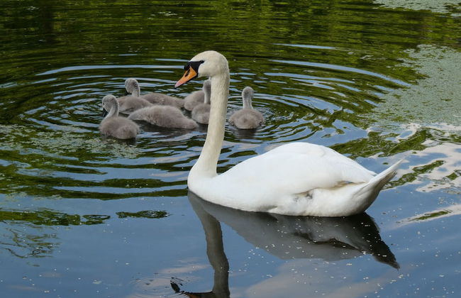 Fab 2 Bed Cotswolds Cottage With Private Courtyard - Foto 26