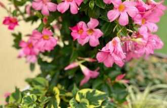 Roosartige Ferien - Ferienwohnung im Hanswieschen - Oberwesel Bacharach - Foto 24