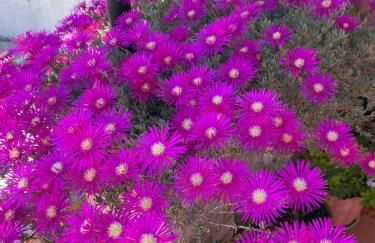 Casita Rural La Rosa de la Huerta con chimenea interior - Foto 38