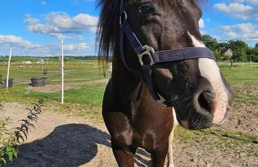 Ferien-und Bauernhof Gauster - Foto 19