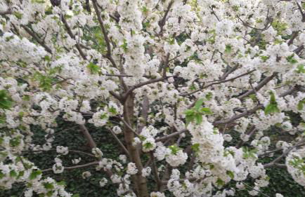 Rincón del Valle del Jerte - Foto 29