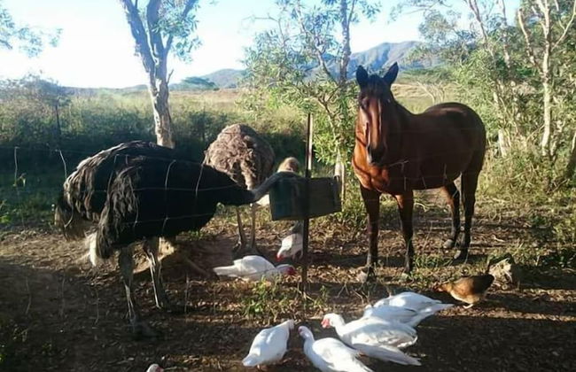 La Petite Ferme - Foto 16