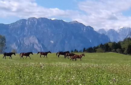 Antico fienile - Foto 120