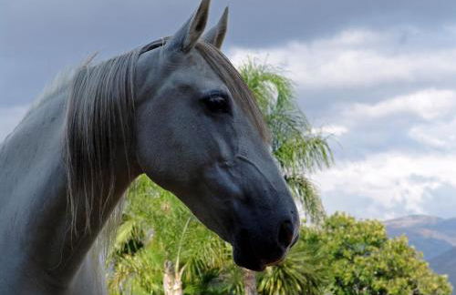 Quinta Santa Marinha - Foto 18