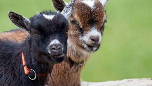 Rutscherhof Comfortable holiday residence - Foto 2, Other