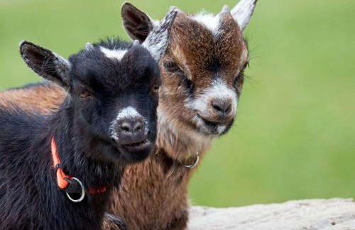 Rutscherhof Comfortable holiday residence - Foto 2