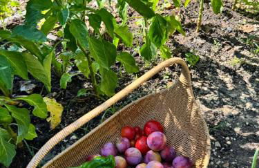 Mountain View Villa - Quinta da BellaVista - Foto 66