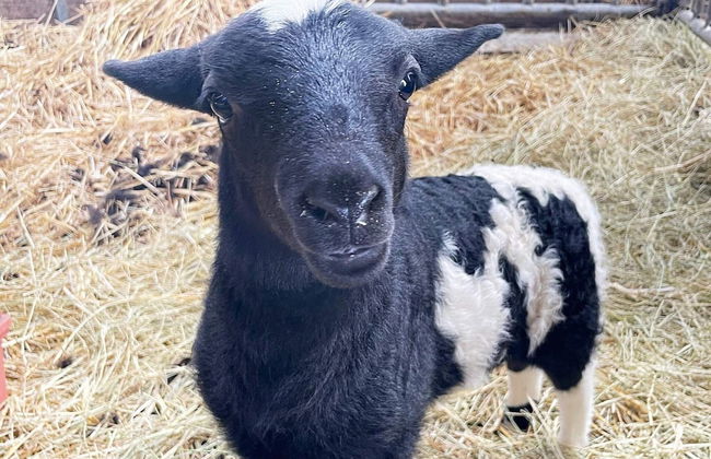 4 Star Holiday Home in Solvesborg-by Traum - Photo 9