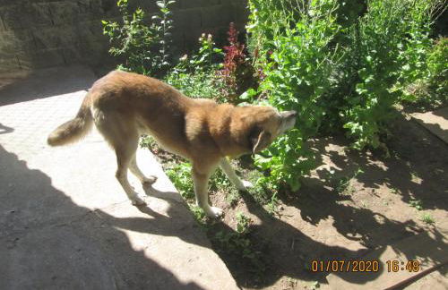 Pêssego - AL - Foto 21