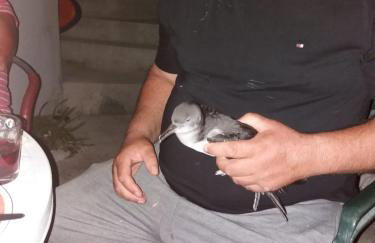 Apartments Hropić - Foto 3