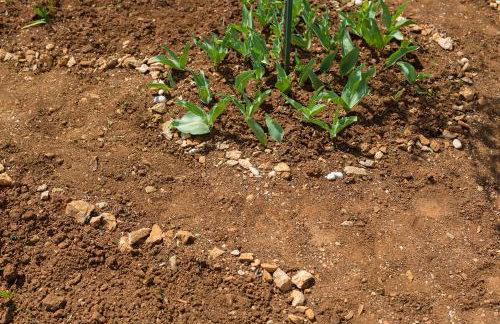 Apartmani Željka - Foto 51