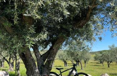 Almojanda 3 Olive Tree - Foto 77