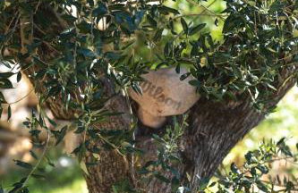 Villa Mia Filomena - Foto 13