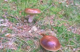 Domek letniskowy Nad Mrowinkiem - Foto 27