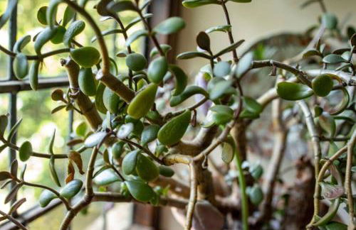 Strongate Cottage Rural Retreat - near Bridport & Jurassic Coastline - Photo 35