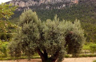 La caseta de Pedris - Foto 31