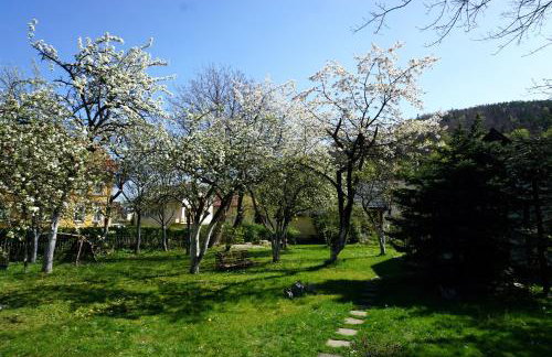 Górski Sad - Bazylia - Foto 3