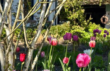 Nasze Calle - Foto 15