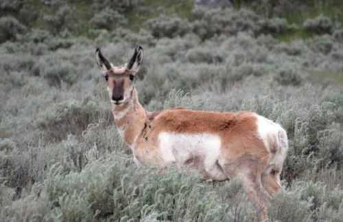 Scenic Vacation Cabin with 360° Mountain Views near Yellowstone National Park in Madison River Valley, Montana - Foto 27