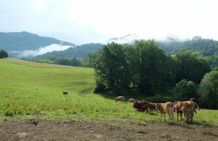 Maison avec vue, grand terrain clos, bain nordique privé toute l'année, animaux acceptés - Foto 29