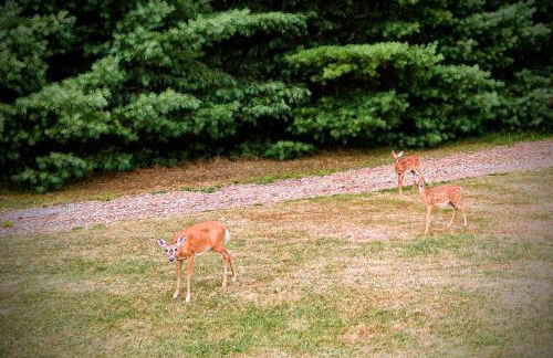 2 Lake Cabins Poolhottub Game Room & Courts - Foto 21