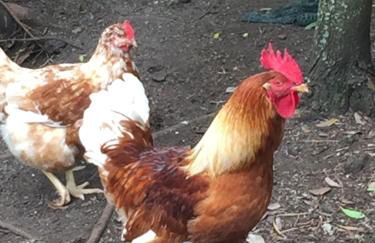 Intact Farm Resort - Photo 43