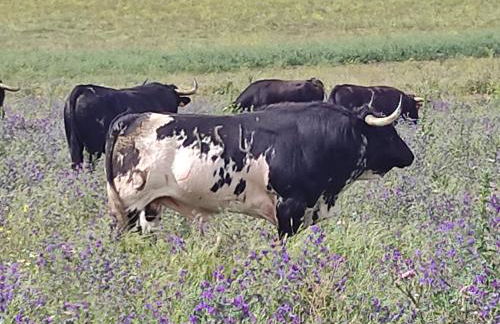 Casona La Familia en Vejer - Foto 43