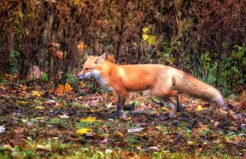 Gorgeous Tiny House with Indoor and Outdoor Lounging Space in Alabama - Foto 15