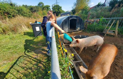 Dartmoor Reach Alpaca Farm - Foto 6
