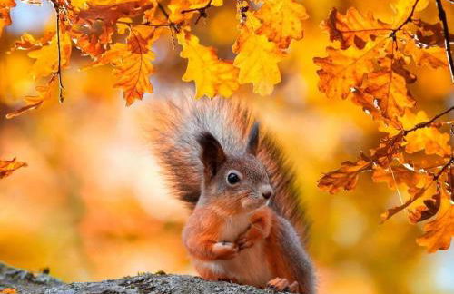 Holiday home "Treehouse" - Foto 33