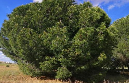 CASA TRABANCOS - Foto 19