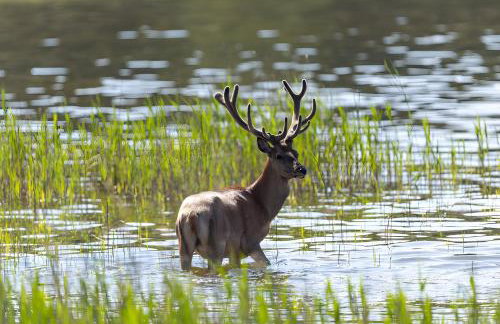 Ferienwohnungen am Federower Hofsee - Photo 20
